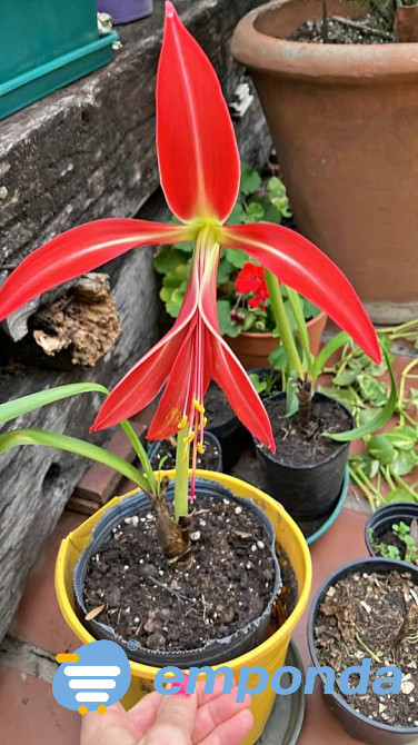 Bulbos de Flor de lis Tandil - imagen 1