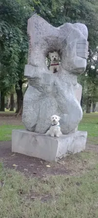 Peluquería y Adiestramiento Canino a Domicilio o en Salon Floresta