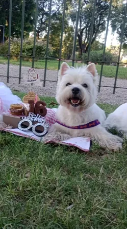 Peluquería y Adiestramiento Canino a Domicilio o en Salon Floresta