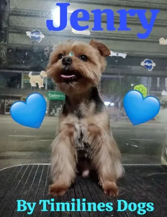 Peluquería y Adiestramiento Canino a Domicilio o en Salon Floresta