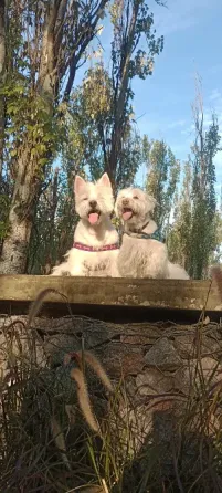 Peluquería y Adiestramiento Canino a Domicilio o en Salon Floresta