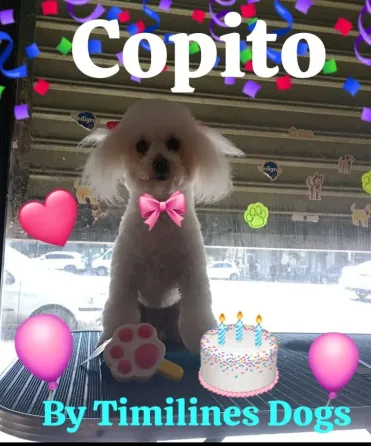 Peluquería y Adiestramiento Canino a Domicilio o en Salon Floresta