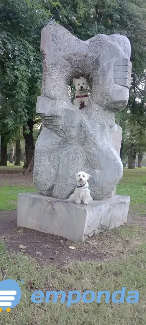 Peluquería y Adiestramiento Canino a Domicilio o en Salon Floresta - imagen 2