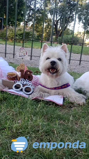 Peluquería y Adiestramiento Canino a Domicilio o en Salon Floresta - imagen 5
