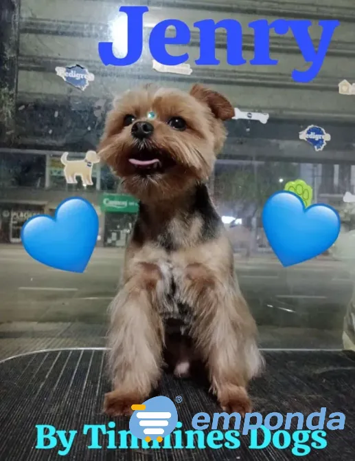 Peluquería y Adiestramiento Canino a Domicilio o en Salon Floresta - imagen 1