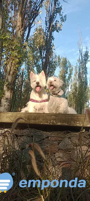 Peluquería y Adiestramiento Canino a Domicilio o en Salon Floresta - imagen 3