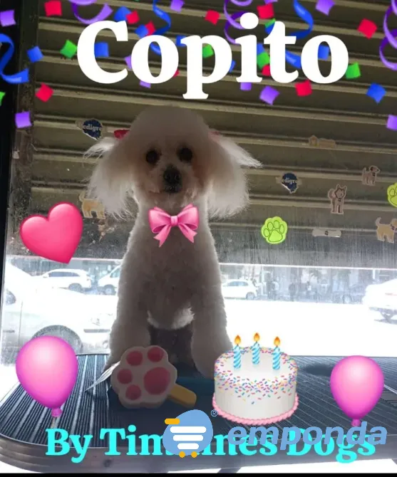 Peluquería y Adiestramiento Canino a Domicilio o en Salon Floresta - imagen 4